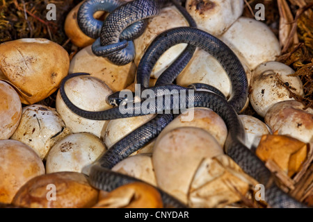 Biscia dal collare (Natrix natrix), appena schiusa, Germania Foto Stock