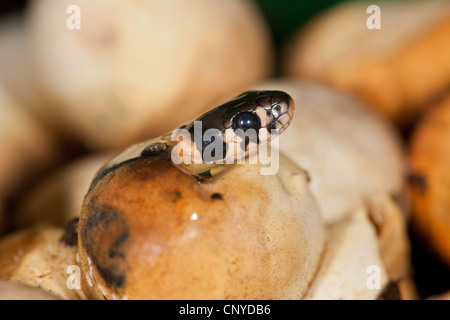 Biscia dal collare (Natrix natrix), schiusa, Germania Foto Stock