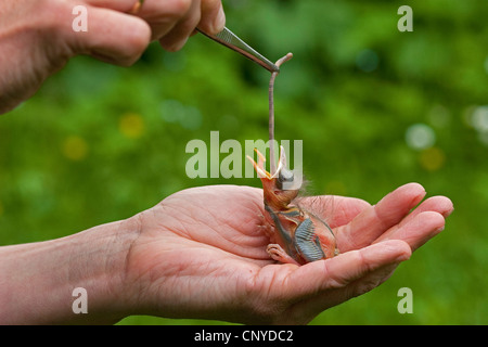 Merlo (Turdus merula), ancora calvo pollo orfani è seduto in una mano di accattonaggio essendo alimentato con un worm di massa Foto Stock