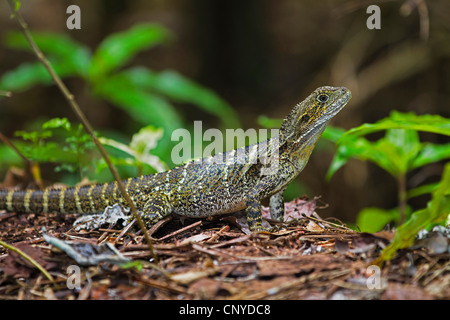 Acqua orientale dragon (Physignathus lesueurii lesueurii), seduto a terra, Australia, Queensland Foto Stock