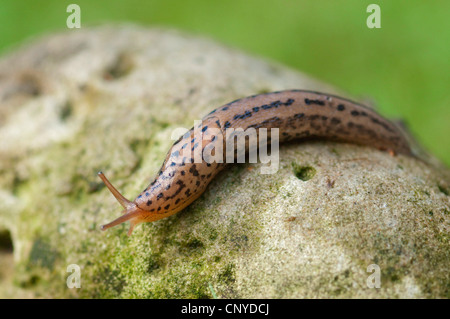 Gardenslug gigante, il gigante europeo gardenslug, grande grigio slug, spotted giardino slug (Limax maximus), gardenslug su una roccia, in Germania, in Baviera Foto Stock