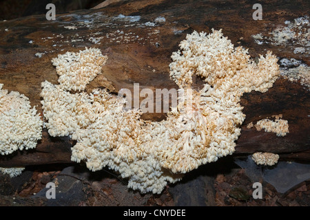 Coral dente (Hericium coralloides, Hericium clathroides), sul legno morto, Germania Foto Stock