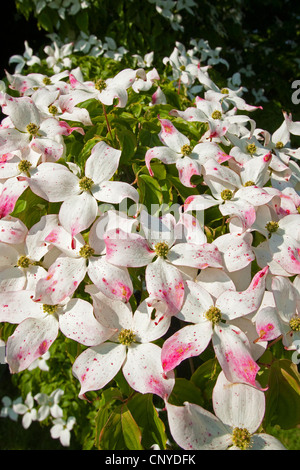 Kousa sanguinello, Giapponese Dogwwod (Cornus kousa), fioritura Foto Stock