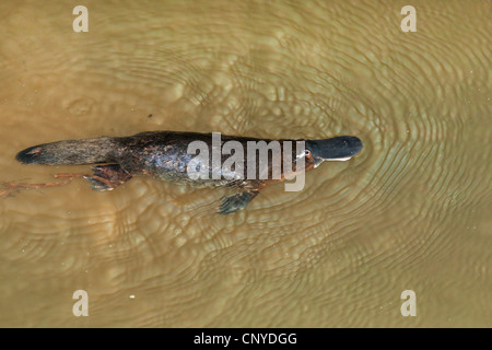 Platypus, anatra fatturati platypus (Ornithorhynchus anatinus), nuoto, Australia, Queensland, altopiano di Atherton Foto Stock