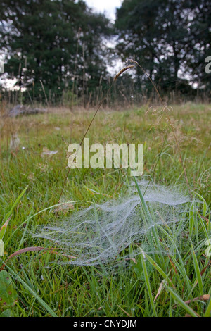 Foglio europeo-web spider, denaro spider, foglio-web weaver, linea di tessitura spider, linea weaver (Linyphia triangularis), tipica net nella forma di un baldacchino in un prato ricoperto di rugiada di mattina Foto Stock