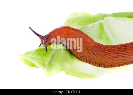 Slug strisciando su una foglia di lattuga Foto Stock