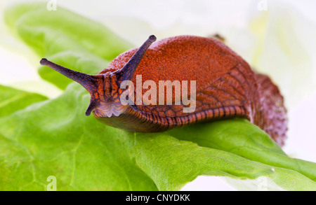 Slug strisciando su una foglia di lattuga Foto Stock