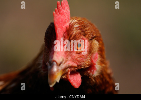 Galli e galline (Gallus gallus f. domestica), ritratto Foto Stock