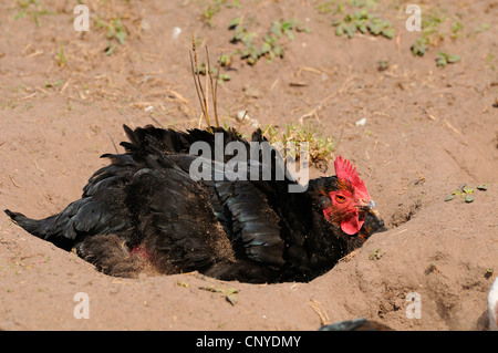 Galli e galline (Gallus gallus f. domestica), polvere la balneazione Foto Stock