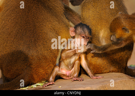 Babbuino della Guinea, Western babbuino (Papio papio), piccola scimmia Foto Stock