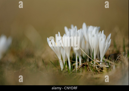 Crocus bianco, crocus vernus, molla crocus (crocus vernus albiflorus, Crocus albiflorus), che fiorisce in un prato, Austria Foto Stock