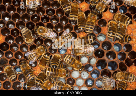 Il miele delle api, hive bee (Apis mellifera mellifera), di api su favi con larve, Germania Foto Stock