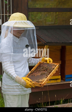 Il miele delle api, hive bee (Apis mellifera mellifera), la ragazza di apicoltore abbigliamento controllo favi, Germania Foto Stock
