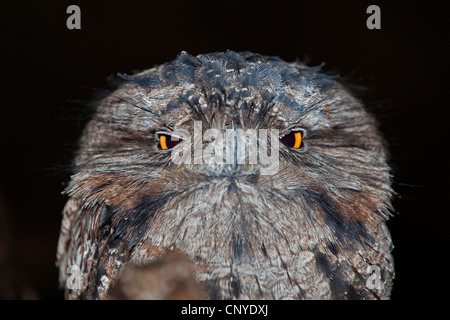 Bruno frogmouth (Podargus strigoides), ritratto, Australia, Queensland Foto Stock