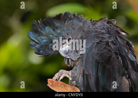 Red-tailed Black-Cockatoo (Calyptorhynchus banksii), maschile seduto su un ramo, Australia, Queensland Foto Stock