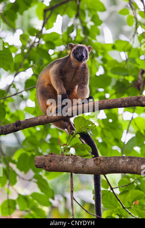 Lumholtz's tree-kangaroo (Dendrolagus lumholtzi), seduto su un albero, Australia, Queensland, altopiano di Atherton Foto Stock