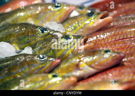 Saupe, salpe, goldline (Boops salpa Sarpa salpa), saupes su ghiaccio al mercato del pesce, Isole Canarie, Tenerife, Santa Cruz Foto Stock