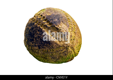 Pietrificati dei ricci di mare Foto Stock