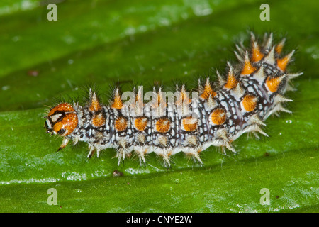 Avvistato fritillary (Melitaea didyma), Caterpillar seduto su una foglia, Germania Foto Stock