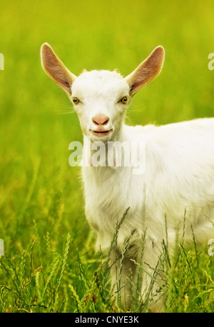 Simpatico ritratto di capra, giovane animale all'aperto, il pascolo in campo rurale, agricoltura, allevamento di bestiame Foto Stock