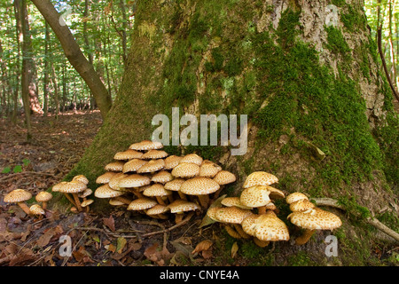 Shaggy scalycap, Shaggy Pholiota (Pholiota squarrosa, Pholiota squarosa), in corrispondenza di un tronco di albero, Germania Foto Stock