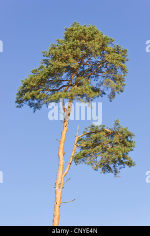 Morendo pino contro il cielo blu in una giornata di sole Foto Stock