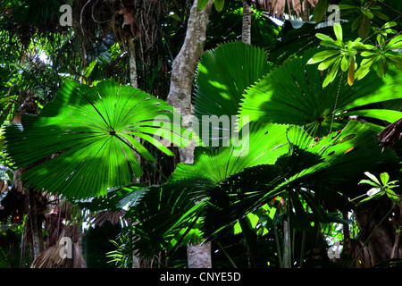 Red latan palm, Ventola australiano Palm (Licuala ramsayi), ventola Palms nella foresta pluviale, Australia, Queensland, Parco Nazionale Daintree Foto Stock