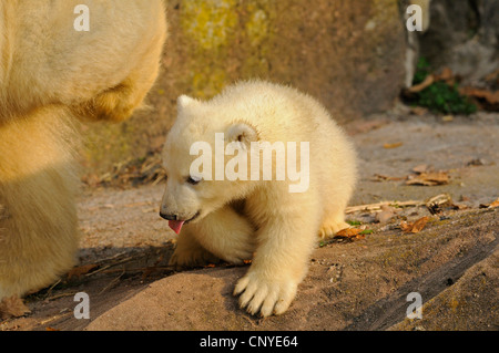 Orso polare (Ursus maritimus), cucciolo con la madre Foto Stock