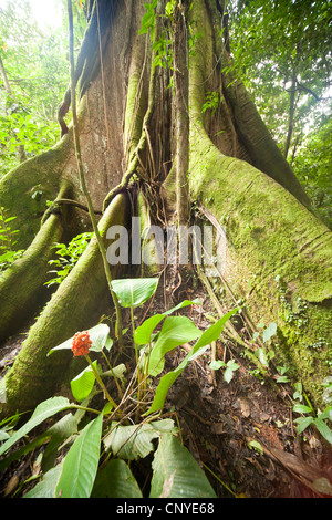 Radici gigante di un albero nella foresta pluviale di Arenal Volcano National Park vicino La Fortuna, Costa Rica, America Centrale Foto Stock