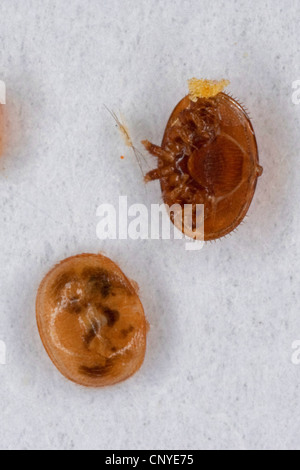 Acaro varroa (Varroa destructor, la lotta contro la Varroa jacobsoni), succhiare sangue parassita a Honey Bee Foto Stock