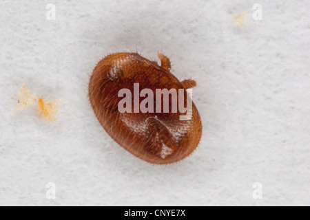 Acaro varroa (Varroa destructor, la lotta contro la Varroa jacobsoni), succhiare sangue parassita a Honey Bee Foto Stock