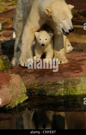 Orso polare (Ursus maritimus), cuccioli sotto il ventre della madre Foto Stock