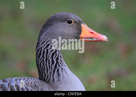 Graylag goose (Anser anser), ritratto, Germania Foto Stock
