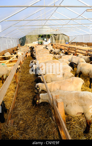 Suffolk (Ovis ammon f. aries), Suffolk pecore in uno stabile Foto Stock