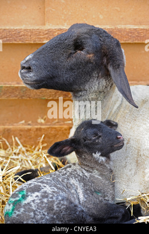 Suffolk (Ovis ammon f. aries), madre con agnello giacente in paglia Foto Stock