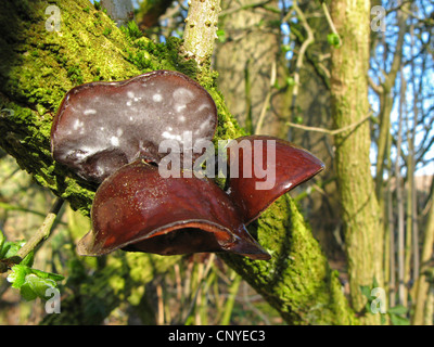 Giudeo l orecchio, jelly orecchio (Auricularia padiglione auricolare-judae, Hirneola padiglione auricolare-judae), crescendo a un tronco di sambuco Foto Stock