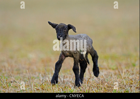 Suffolk (Ovis ammon f. aries), agnello in esecuzione in un campo Foto Stock