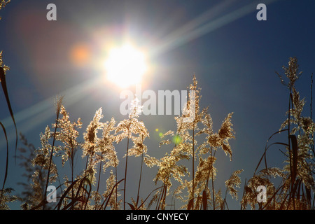 Erba reed, cannuccia di palude (Phragmites communis, Phragmites australis), infiorescenze in controluce, Germania Foto Stock