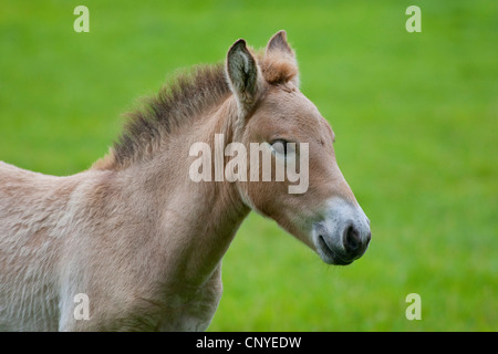 Cavallo di Przewalski (Equus przewalski), laterale ritratto di un puledro in un prato Foto Stock