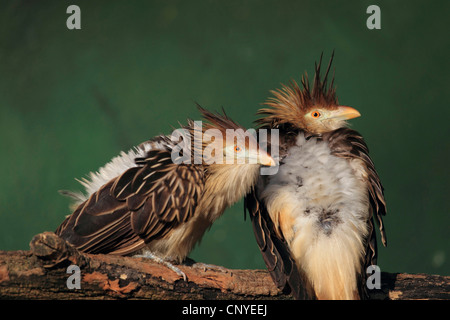 Il cuculo guira (Guira guira), di due uccelli seduti insieme su un ramo Foto Stock