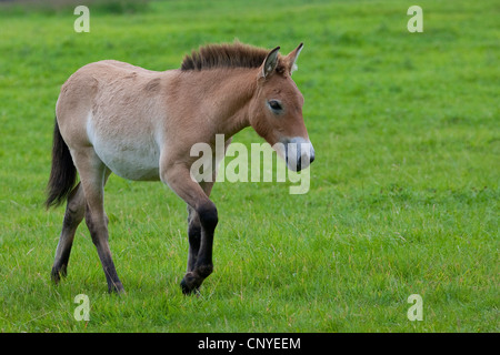 Cavallo di Przewalski (Equus przewalski), puledro in un prato Foto Stock