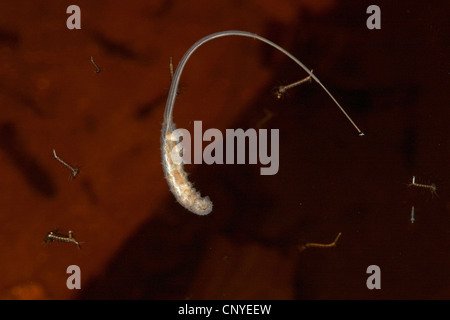 Drone fly, rattailed verme (Eristalis spec.), ratto-tailed verme con estensibile lungo il tubo di respirazione Foto Stock