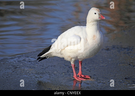 Ross di oca (Anser rossii, Chen rossii), sta in piedi in un mare di fango a riva Foto Stock