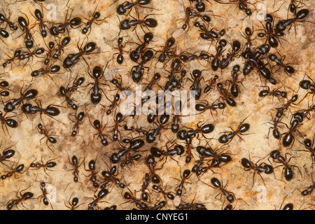 Carpenter formiche (Camponotus spec.), nel nido con pupas e larve, Italia, Sicilia Foto Stock