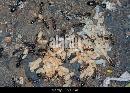 Carpenter formiche (Camponotus spec.), nel nido con pupas e larve, Italia, Sicilia Foto Stock