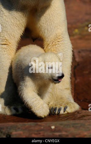 Orso polare (Ursus maritimus), pup sotto il ventre della madre Foto Stock