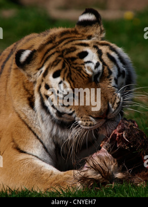 Tigre Siberiana, Panthera tigris altaica Foto Stock