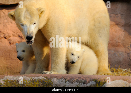 Orso polare (Ursus maritimus), la madre con i cuccioli in custodia per esterno Foto Stock