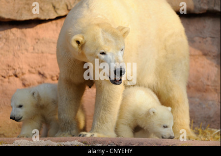 Orso polare (Ursus maritimus), la madre con i cuccioli in custodia per esterno Foto Stock