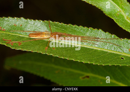 A lungo a ganasce spider, lunga con ganasce orb weaver (Tetragnatha extensa), seduta su una foglia Foto Stock